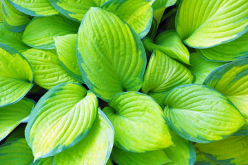 Green background. Large green leaves