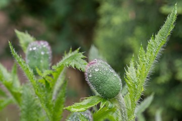 Samenkapsel einer Mohnblume mit Regentropfen