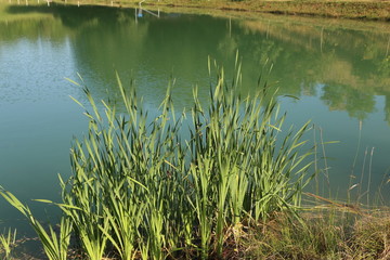 Obraz na płótnie Canvas Reeds grow on the lake