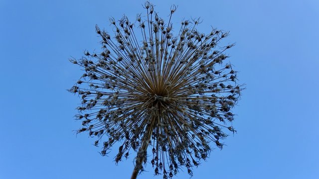 Getrocknete Sternlauchbl&uuml;te, Strahlen, Struktur, Zentrum