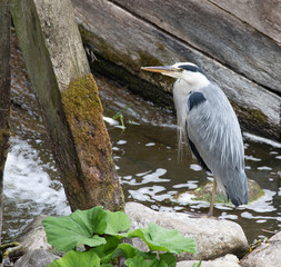 Grey Heron