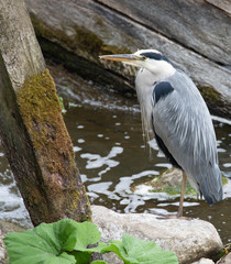 Grey Heron