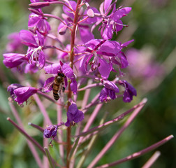 Flower Bee