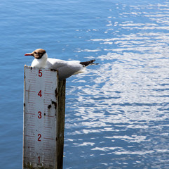 Sitting Gull