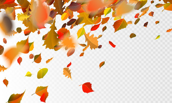 Falling Leaves Transparent Photos Royalty Free Images Graphics Vectors Videos Adobe Stock