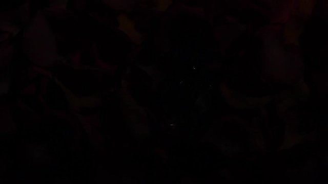 petals roses glass perfume