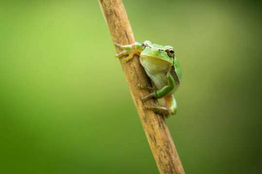 Europ&auml;ischer Laubfrosch - Hyla arborea