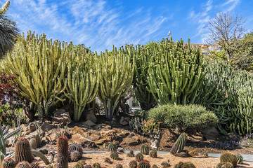 View of the beautiful public Paloma Park (Parque De La Paloma) in Benalmadena. Cactus garden. Benalmadena - most popular holiday towns on the Costa Del Sol. Andalusia, Spain.