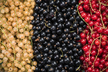 White currant, redcurrant and blackcurrant, food background
