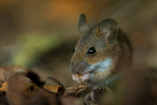 Waldmaus - Apodemus sylvaticus