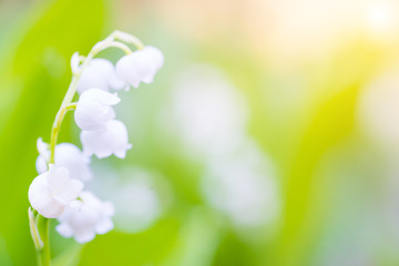 Wild white flowers lily of the valley macro shot