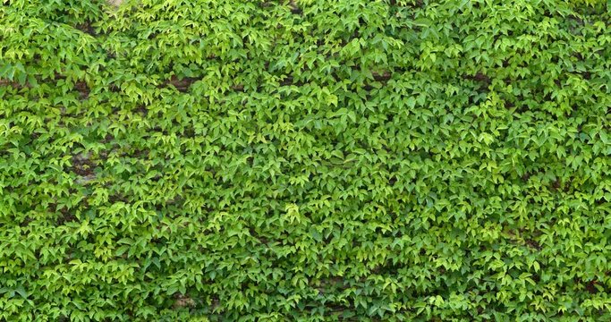 Green creeper plant wall