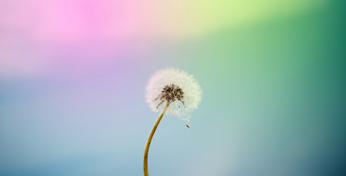 dandelion flower in nature, color background