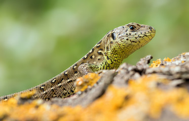 Zauneidechse - Lacerta agilis