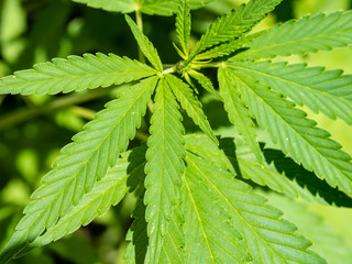 Leaves of Cannabis plant close up.