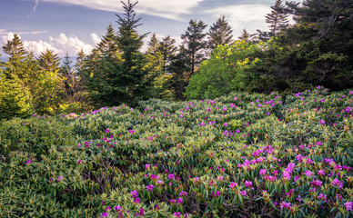 Roan Mountain rhododendron gardens blooming