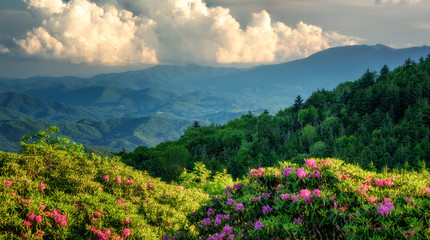 Roan Mountain Carvers Gap rhododendron blooming