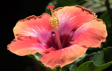 Bicolor Hibiscus 1