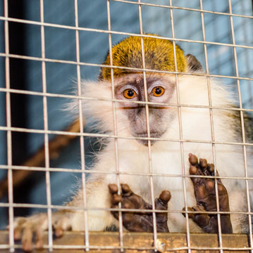green monkey looks sadly through the cage lattice