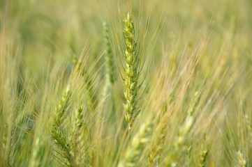 Wheat Field in Spring in Daya, Taichung, Taiwan