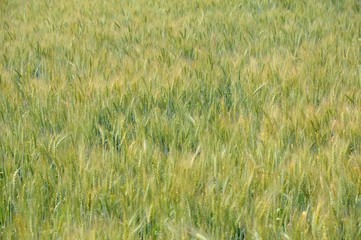 Wheat Field in Spring in Daya, Taichung, Taiwan