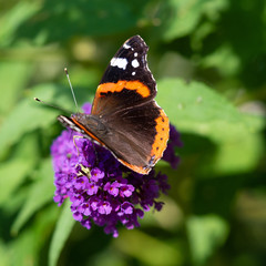 Butterfly close-up