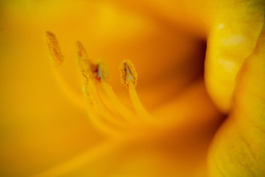 Day Lily Close Up-1/A beautiful close-up of a yellow Day Lily on an early summer morning.