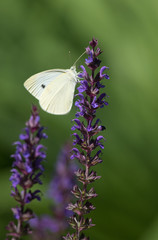 White Cabbage Butterfly 3