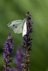 White Cabbage Butterfly 2