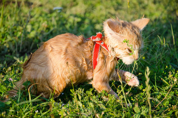 little wet red kitten on the grass