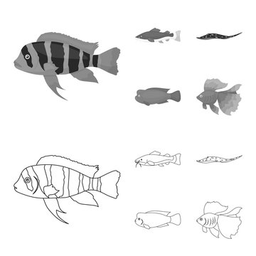 Frontosa, cichlid, phractocephalus hemioliopterus.Fish set collection icons in outline,monochrome style vector symbol stock illustration web.