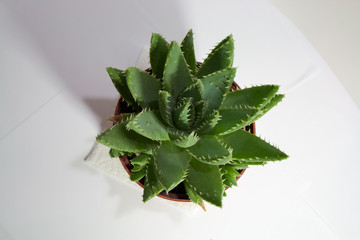 Aloe green succulent plant isolated 
