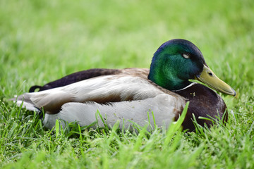 Canard dans l'herbe