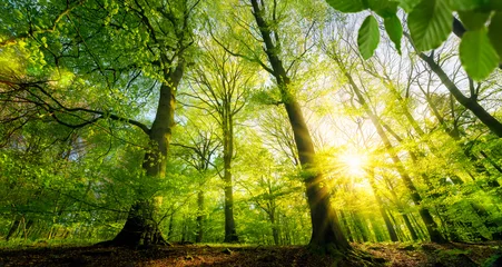 Fototapeten Sonne scheint durch grüne Laubbäume im Wald © Smileus