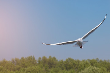 Seagulls flying among blue sky.