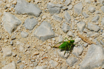 Macro di un grillo verde solitario