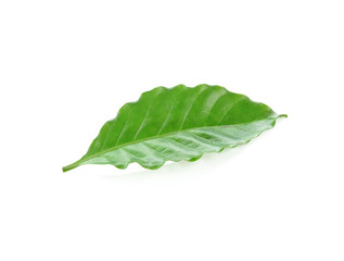 Obraz premium fresh green coffee leaves isolated on white