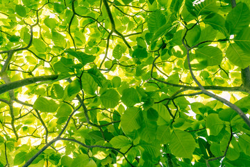Fototapeta na wymiar green tree leaves with sunlight shining from the back