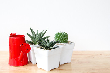 succulents or cactus in concrete pots over white background on the shelf and mock up frame photo