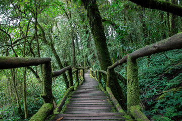 walkway in the rainy forest