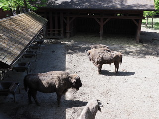 Family of three big european bisons stand on sandy ground in enclosure at city of Pszczyna at Poland © Jakub Korczyk