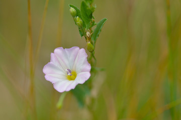 Acker-Winde (Convolvulus arvensis)