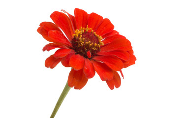 zinnia flower isolated