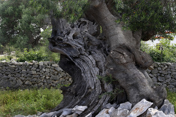 Fototapeta na wymiar Alter Olivenbaum (Olea europaea), Kroatien, Europa