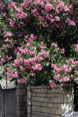 Oleander (Nerium oleander),  Busch mit Blüten