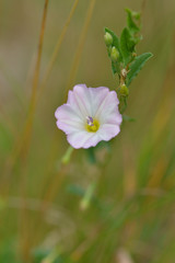 Acker-Winde (Convolvulus arvensis)