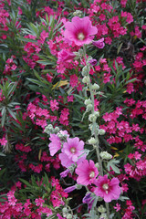Fototapeta na wymiar Stockrose (Alcea rosea) und Oleander in Blüte