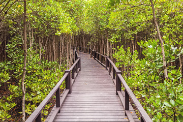 Fototapeta na wymiar Wooden bridge the forest mangrove at Petchaburi, Thailand