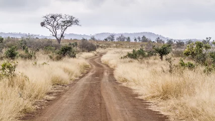 Foto op Plexiglas Zuid-Afrika Onverharde weg S114 in het Afsaal-gebied in het Kruger National park, Zuid-Afrika
