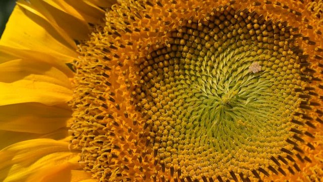 Honeybee taking pollen from blooming sunflower, close up footage